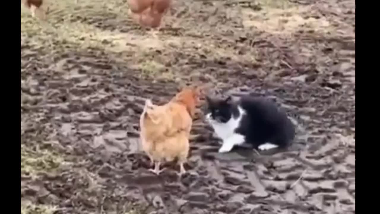 Video - Clip: Mèo tấn công gà và cái kết bất ngờ