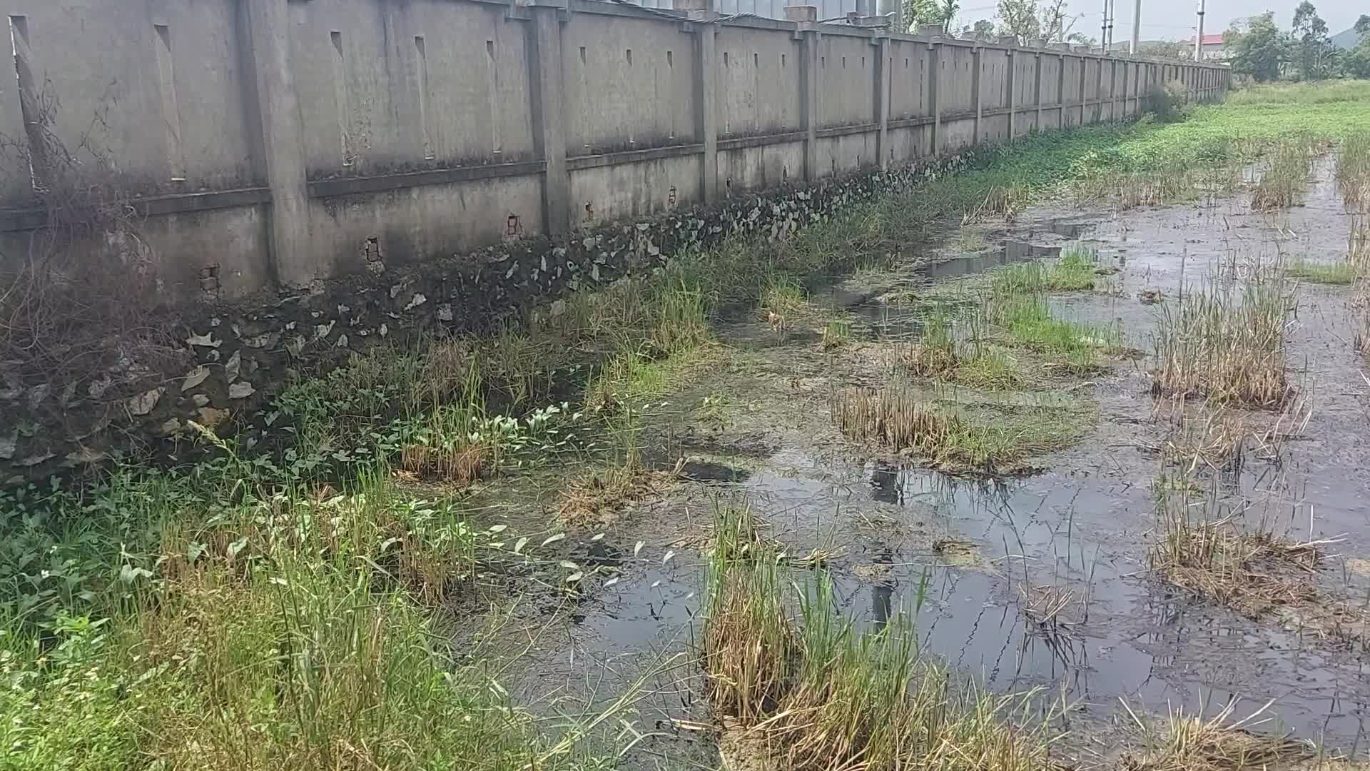 Môi trường - Người dân sợ hãi trước dòng nước thải của Bệnh viện Ung bướu Nghệ An