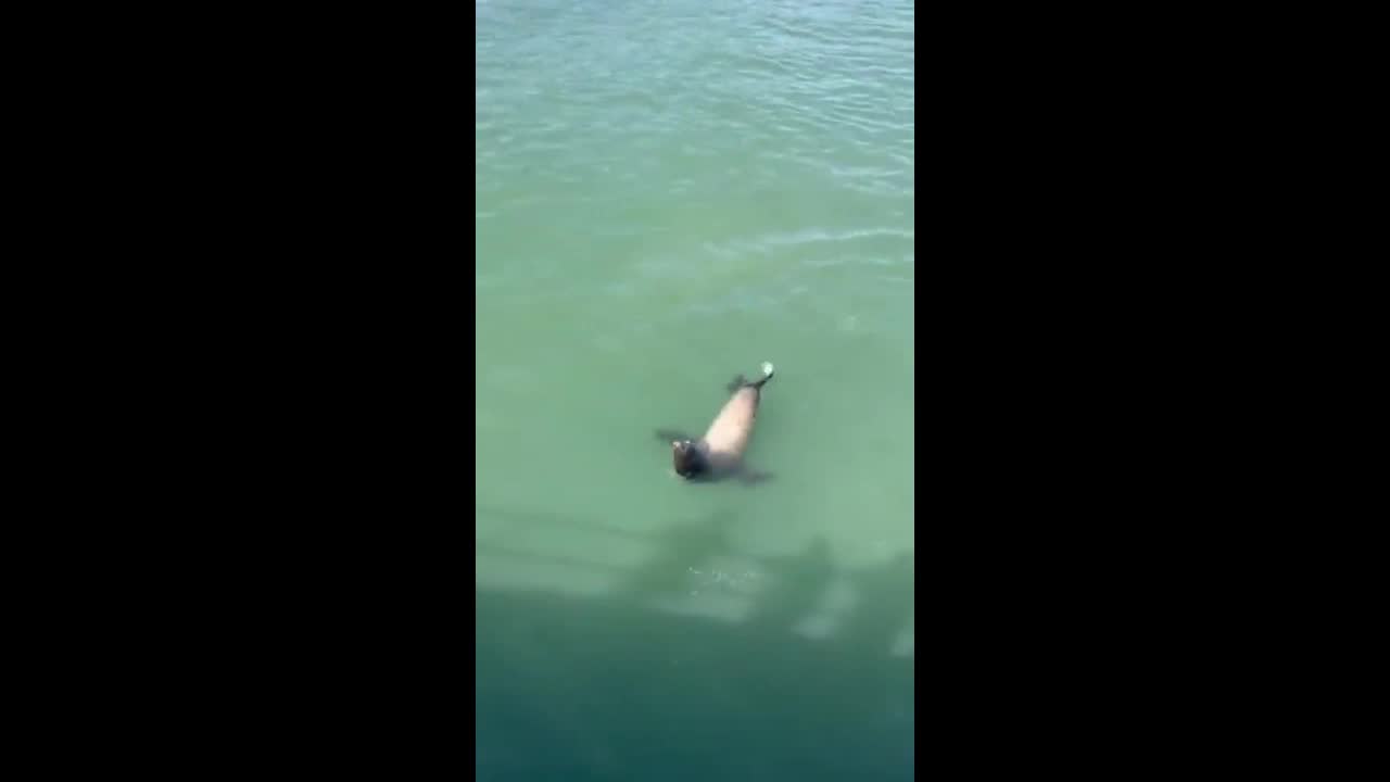 Video - Clip: Tranh mồi của sư tử biển, hải âu trả giá bằng tính mạng