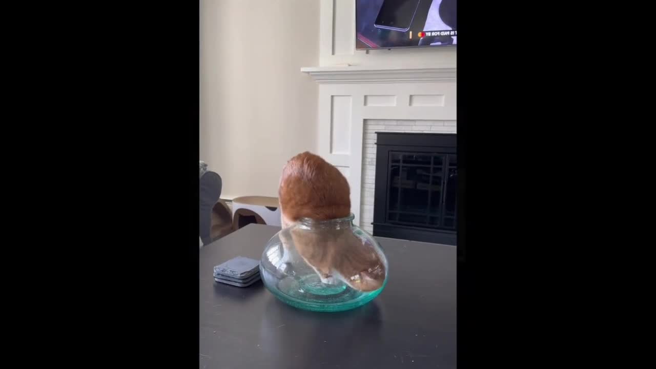 Video - Clip: Nghịch ngợm tự biến mình thành 'mèo không lối thoát' trong bình thủy tinh