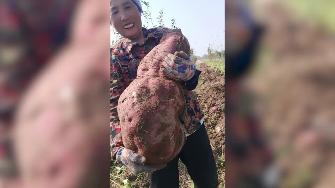 Video - Clip: Người phụ nữ đào được củ khoai lang khổng lồ nặng 13,6 kg