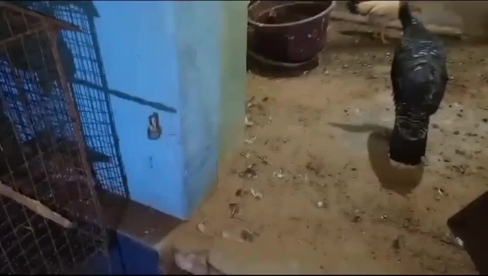 Video - Clip: Rắn hổ mang bị tóm gọn khi đột nhập chuồng gà