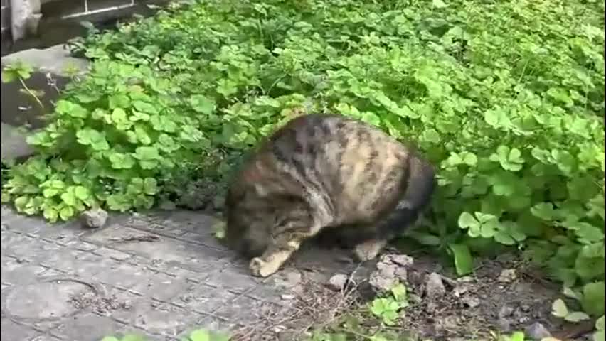 Video - Clip: Mèo “biến mất” vào trong lòng đất một cách kỳ diệu gây kinh ngạc