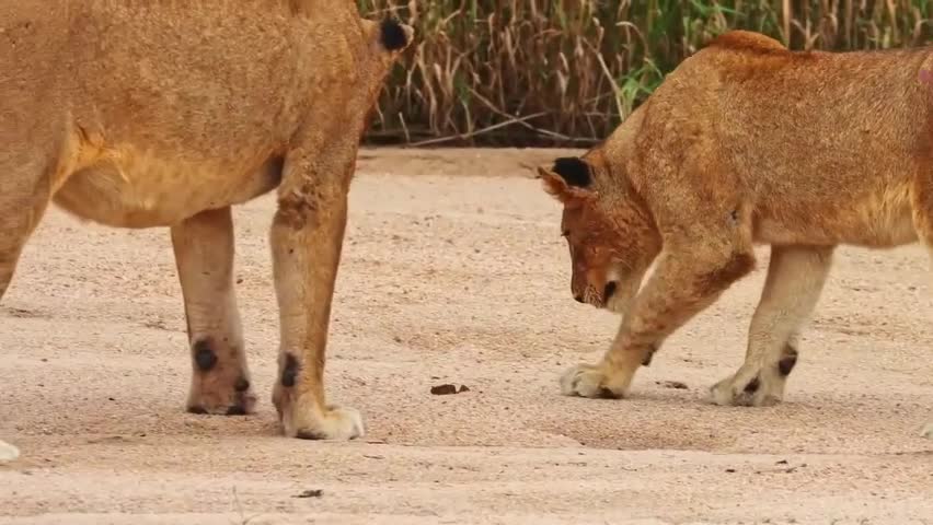 Video - Clip: Những chú sư tử tò mò bị mê hoặc bởi con cua