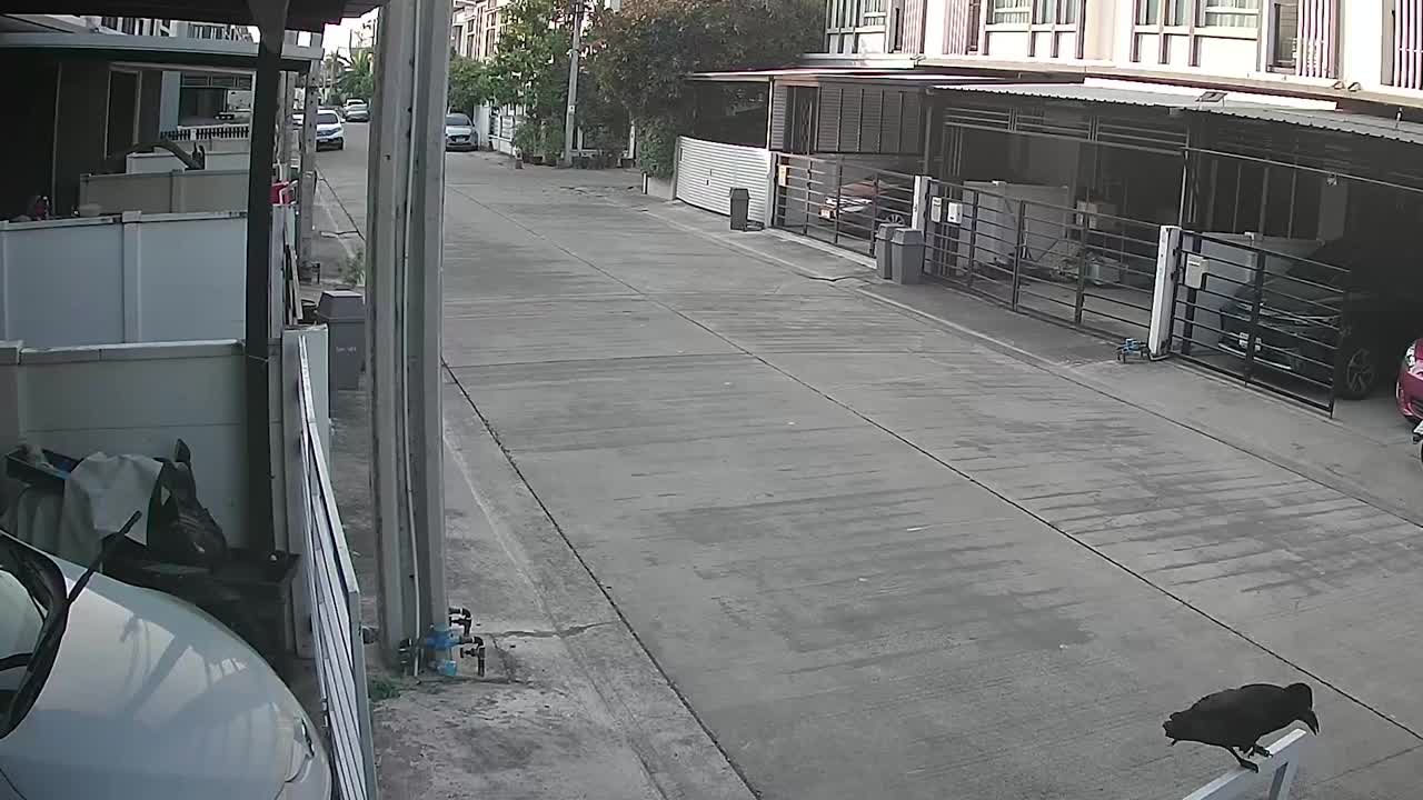 Video - Clip: Đang chơi trên đường, bé trai bị quạ dữ tấn công liên tục