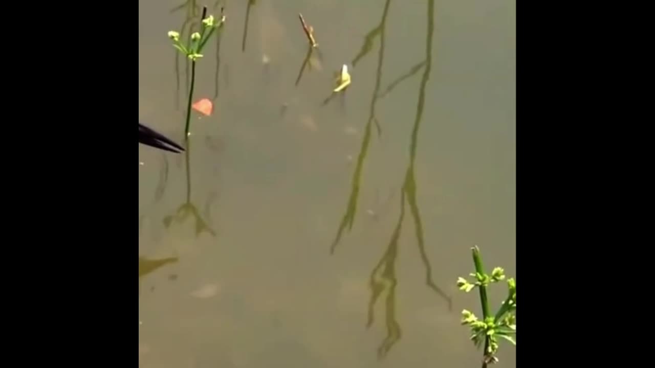 Video - Clip: Chú chim thông minh dùng chiêu độc để bắt cá