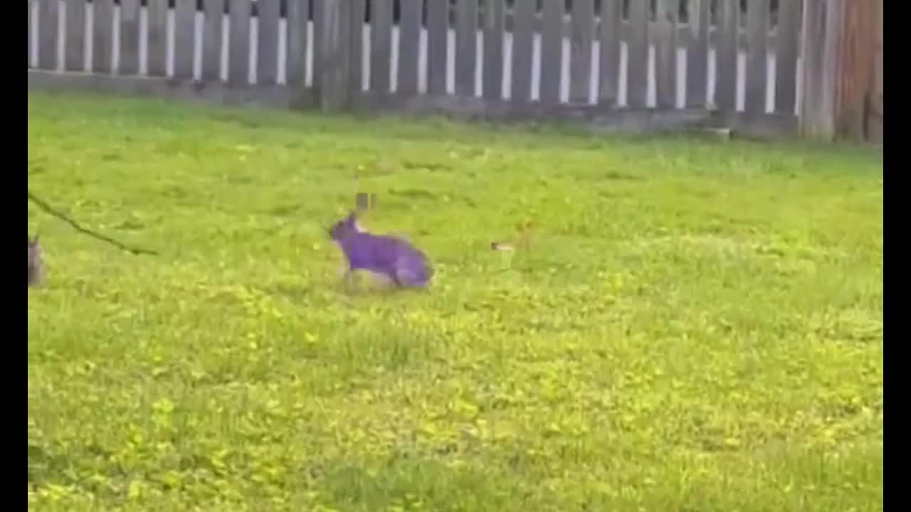Video - Clip: Kinh ngạc hai con thỏ đánh nhau như cao thủ võ lâm
