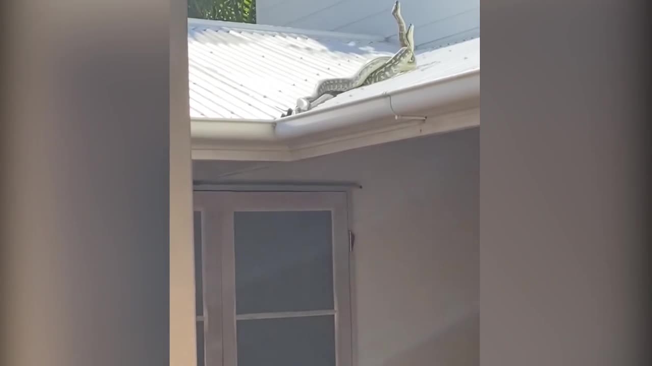 Video - Clip: Hai con trăn gặp sự cố khi chiến đấu trên mái nhà 