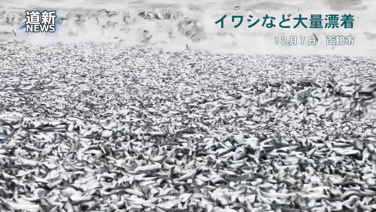 Video - Clip: Hàng nghìn tấn cá trôi vào bãi biển, dân mang xô đi nhặt