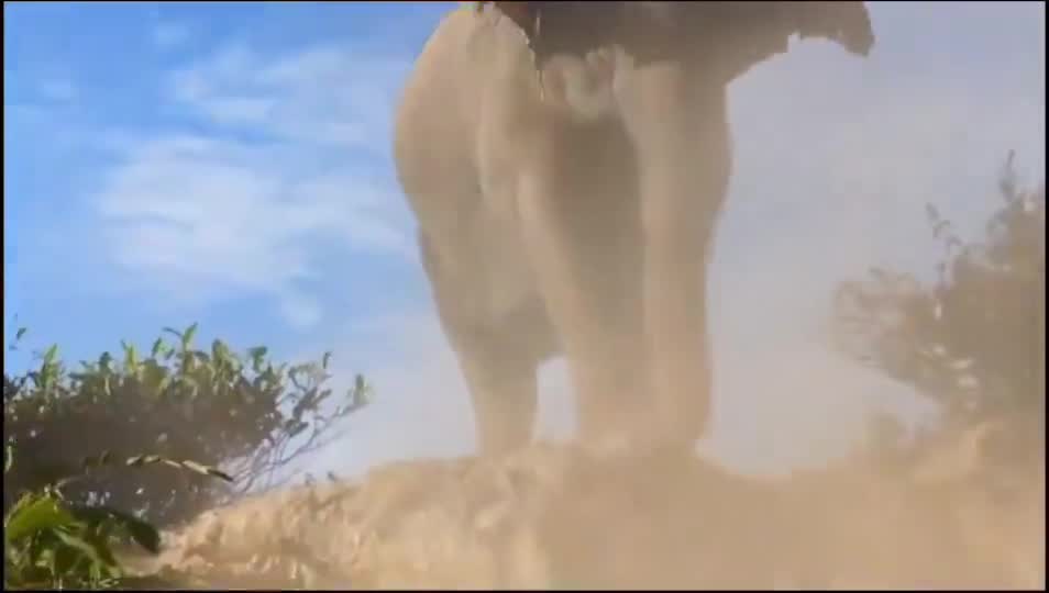 Video - Clip: Nhóm người đàn ông liều mạng dùng dép đe dọa voi hoang dã