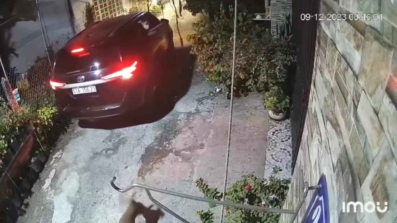 Video - Clip: Trộm dùng súng điện bắn gục chó nhà rồi mang lên ô tô tẩu thoát