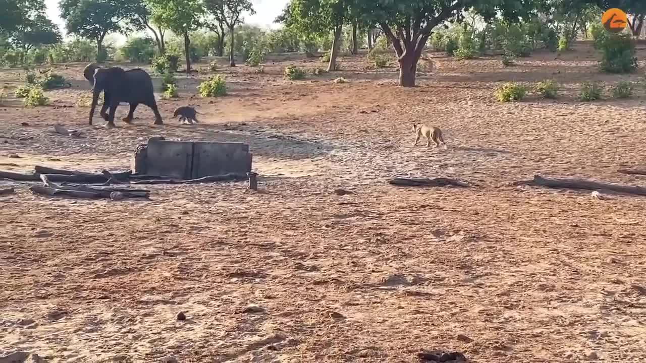 Video - Clip: Đàn sư tử tấn công 2 voi con, voi mẹ đưa ra quyết định bất ngờ