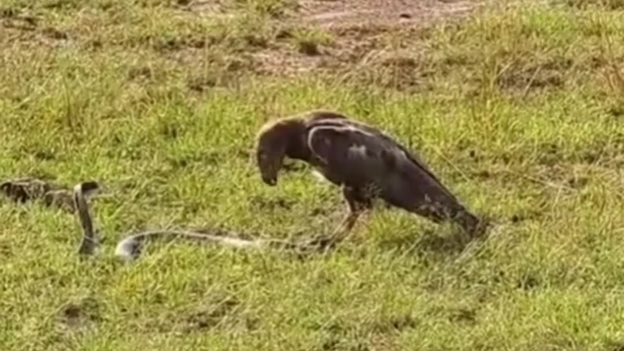 Video - Clip: Trận chiến nảy lửa giữa rắn hổ mang và chim ưng