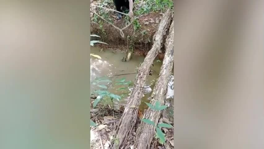 Video - Clip: Người dân bắt được cá sấu lớn ẩn nấp dưới mương
