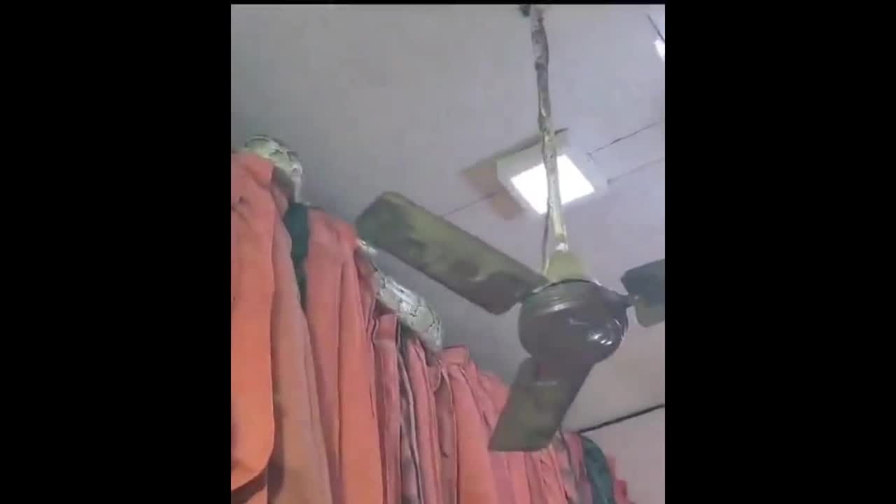 Video - Clip: Kinh hoàng trăn khổng lồ xuất hiện trong cửa hàng quần áo