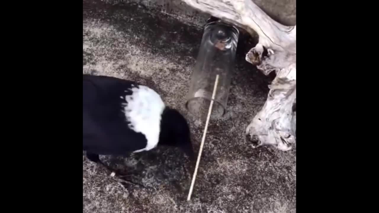 Video - Clip: Chú chim thông minh dùng chiêu độc để lấy thức ăn