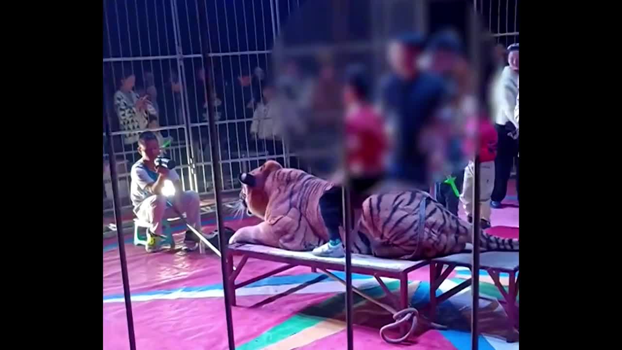 Video - Clip: Phẫn nộ cảnh rạp xiếc cho trẻ em cưỡi lên lưng hổ để chụp ảnh