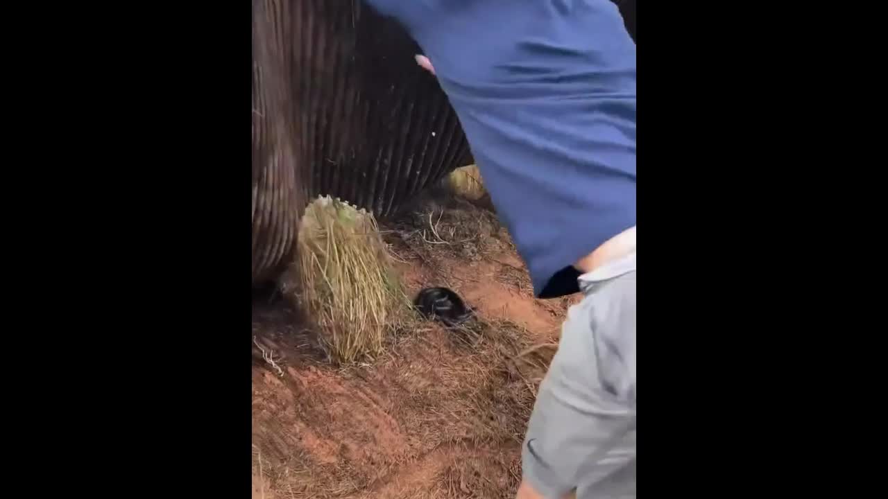 Video - Clip: Lật miếng ván dưới đất lên phát hiện điều kinh hoàng