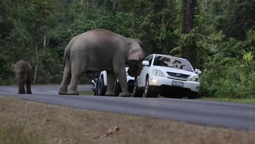 Video - Clip: Kinh hoàng voi hoang dã tấn công xe ô tô của du khách