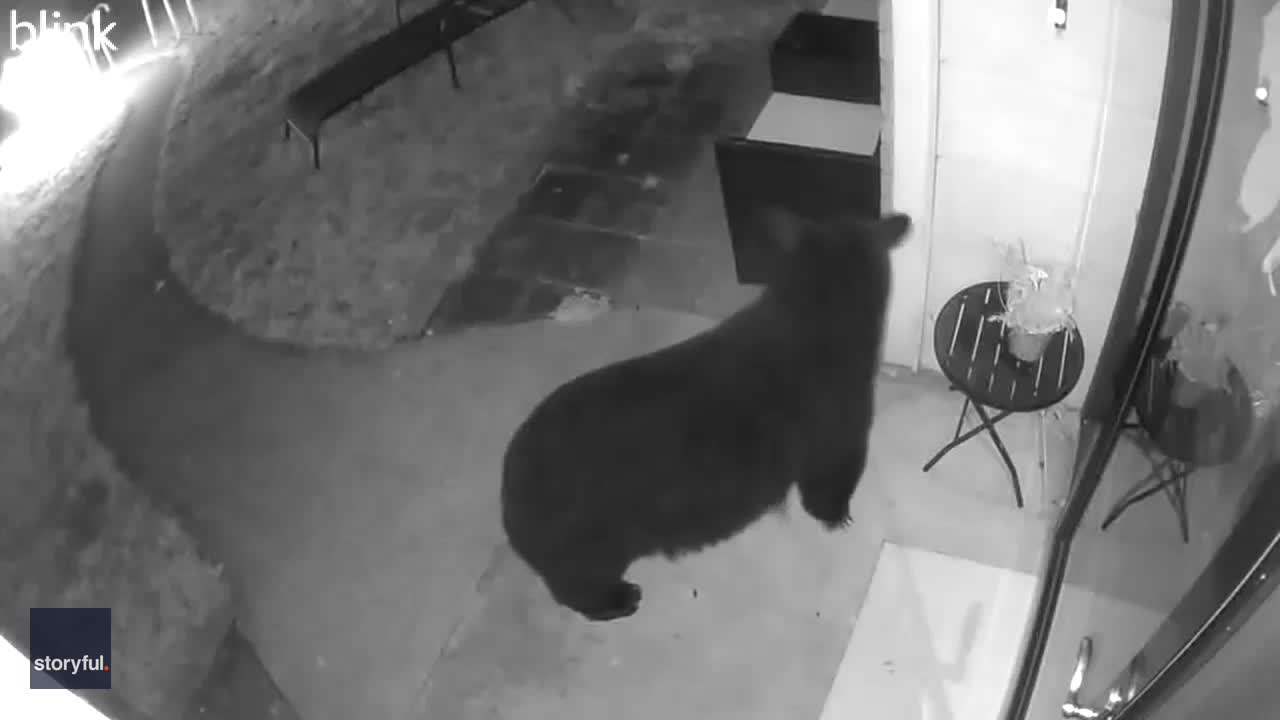 Video - Clip: Gấu rình mò quanh một ngôi nhà