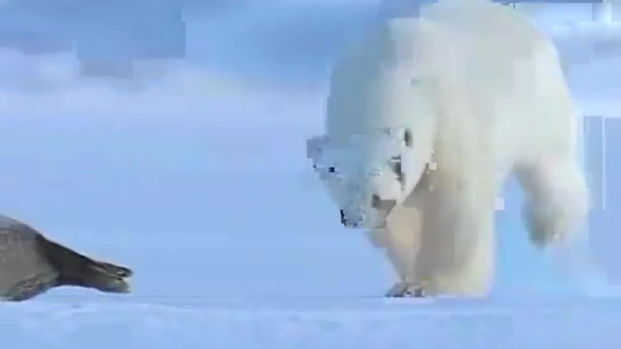 Video - Clip: Gấu Bắc Cực săn hải cẩu đầy ngoạn mục