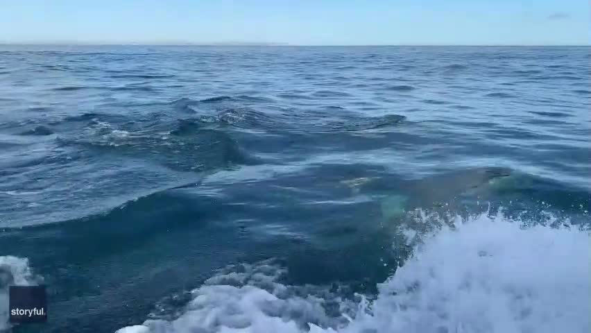 Video - Clip: Một đàn cá heo khổng lồ xuất hiện ngoài khơi bờ biển Sussex