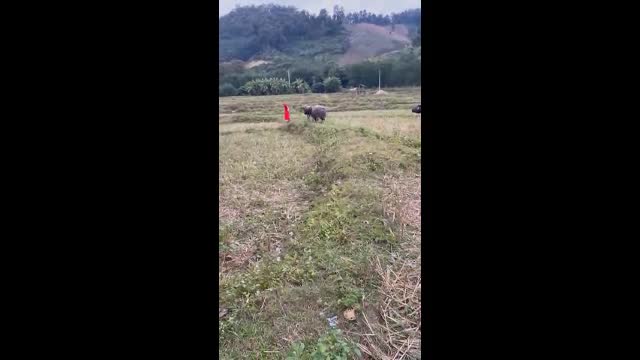 Video - Clip: Nhà sư sợ hãi bỏ chạy khi bị hai con trâu rượt đuổi