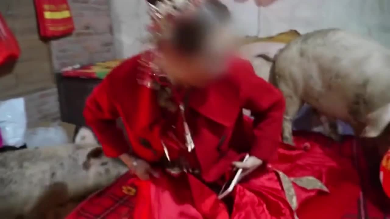 Đời sống - Kỳ lạ ba con lợn lao lên giường cô dâu trong đám cưới ở Trung Quốc
