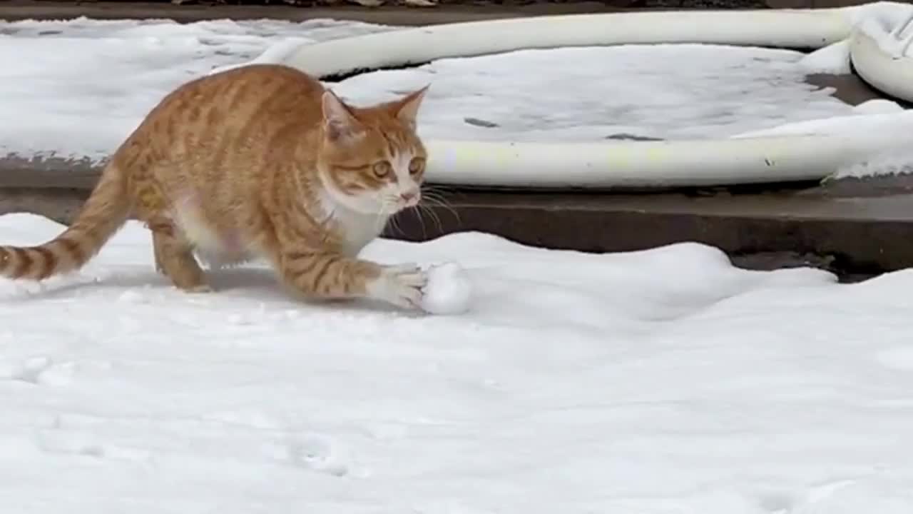 Video - Clip: Mèo tinh nghịch tạo quả cầu tuyết