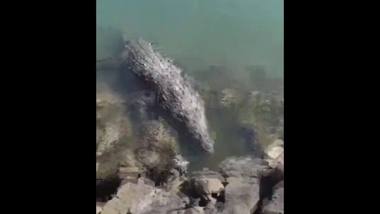 Video - Clip: Chim bồ câu đến gần cá sấu để kiếm ăn và cái kết đau lòng
