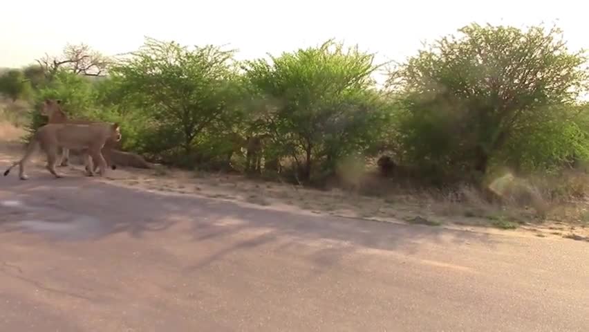 Video - Clip: Đàn sư tử chắn đường tài xế lái xe ô tô