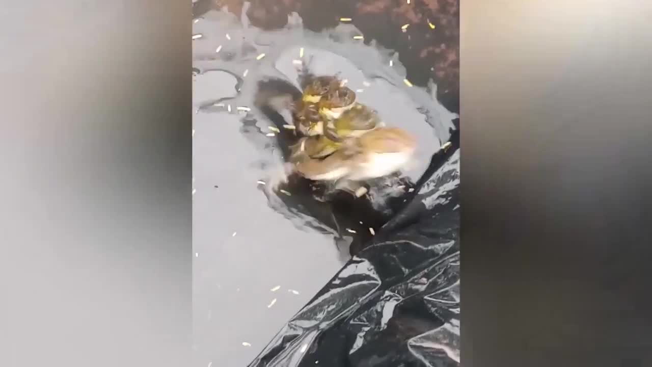 Video - Clip: Ếch cái khổ sở vì bị 3 con ếch đực cưỡi lên lưng