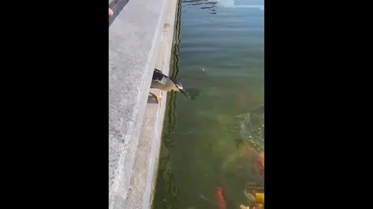Video - Clip: Chim diệc tinh quái biết nắm cơ hội bắt cá