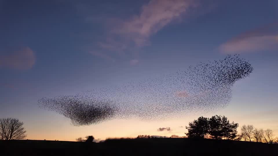 Video - Clip: Hàng nghìn con sáo đá bay lượn tạo hình kỳ ảo trên bầu trời