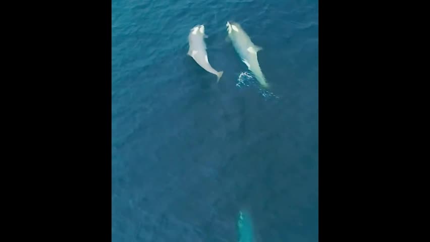 Video - Clip: Kịch tính màn truy bắt chim cánh cụt của đàn cá voi sát thủ