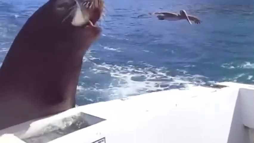 Video - Clip: Khoảnh khắc sư tử biển và chim bồ nông thân thiện với con người