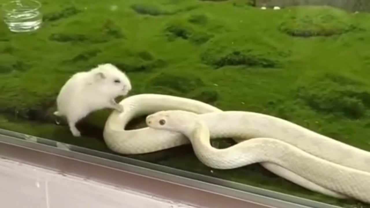 Video - Clip: Tấn công chuột không thành, rắn nhận kết đắng