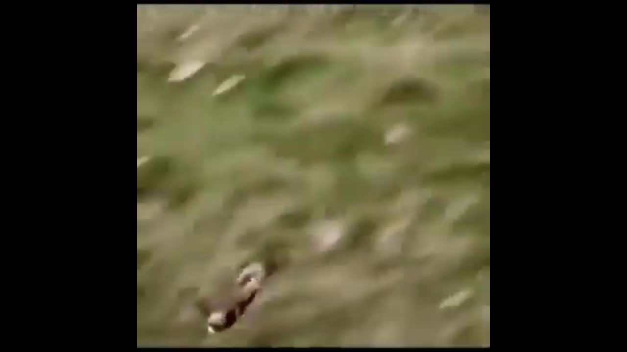 Video - Clip: Đại bàng vàng rượt đuổi, bắt sống chó sói đang bỏ chạy