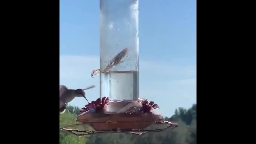 Video - Clip: Kinh ngạc bọ ngựa tóm gọn chim trong nháy mắt