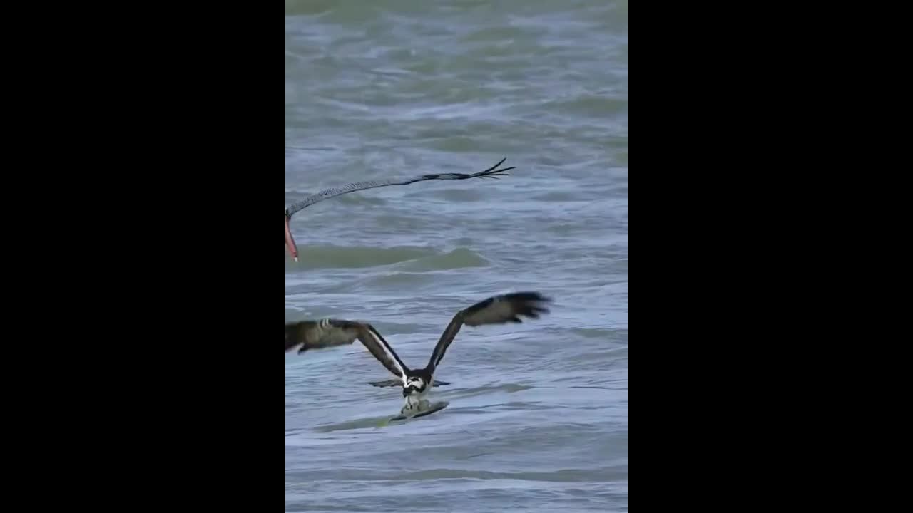 Video - Clip: Ngoạn mục chim ưng thoát khỏi đòn cướp mồi của bồ nông