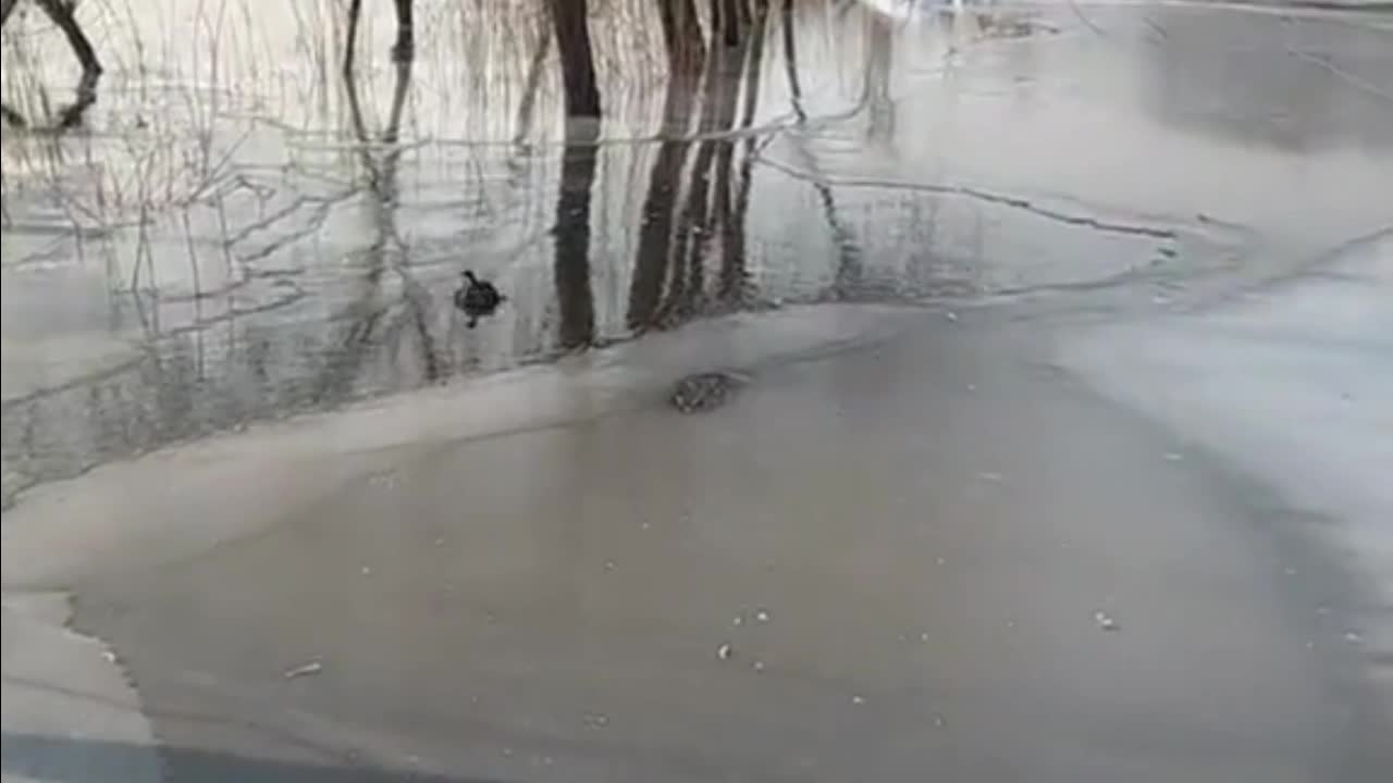 Video - Clip: Chim bị mắc kẹt trong mặt nước đóng băng được giải cứu