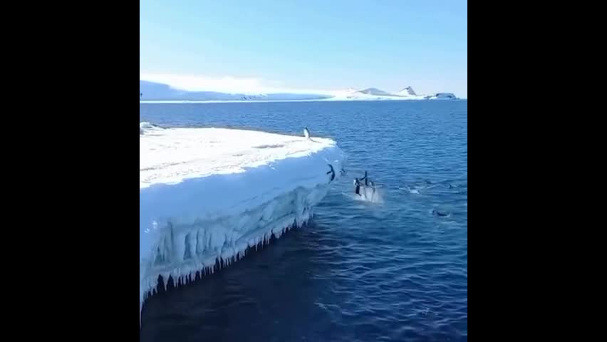 Video - Clip: Chim cánh cụt làm cú nhảy cao bất ngờ như vận động viên