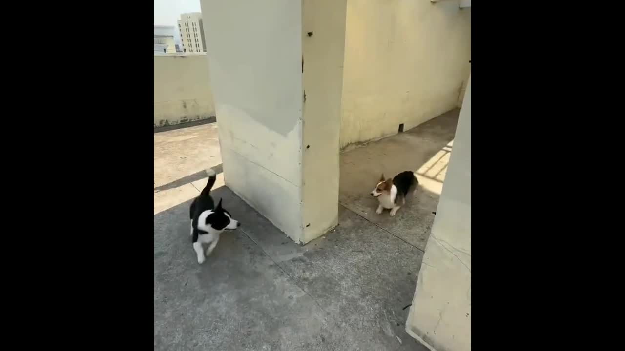 Video - Clip: Chó nhỏ chơi trò đuổi bắt với chó lớn và cái kết bất ngờ