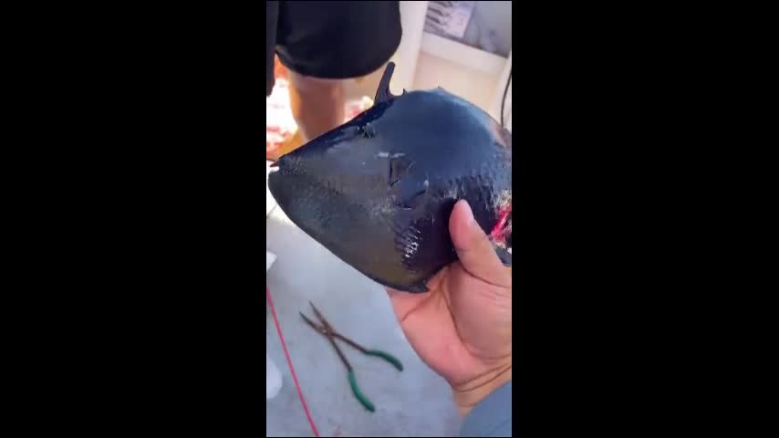 Video - Clip: Ngư dân bối rối khi bắt được cá lạ có hàm răng đỏ như máu