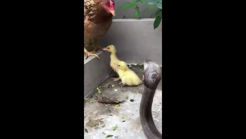 Video - Clip: Kỳ lạ gà mái đánh nhau với rắn hổ mang để bảo vệ đàn vịt con
