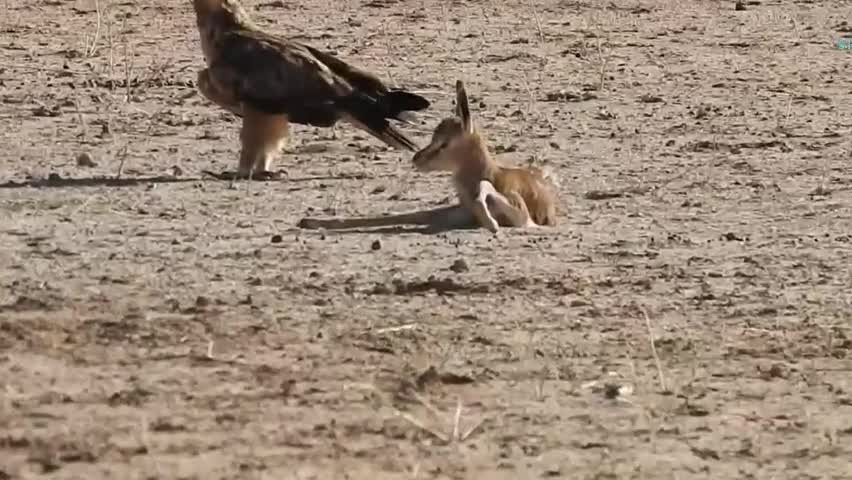 Video - Clip: Hai con đại bàng tấn công linh dương con bị bỏ rơi