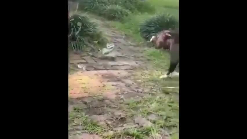 Video - Clip: Chó quyết đấu với rắn và cái kết