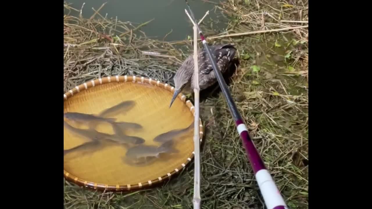 Video - Clip: Chim diệc táo tợn đánh cắp cá của cần thủ