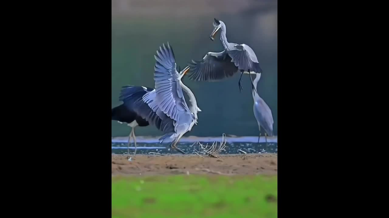 Video - Clip: Kinh ngạc hai con chim đánh nhau uyển chuyển như cao thủ võ lâm