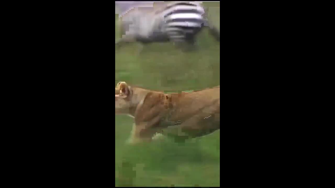 Video - Clip: Kịch tính sư tử tăng tốc đuổi bắt ngựa vằn con